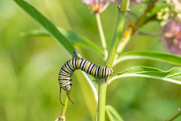 Day, Richard and Susan 아티스트의 Monarch-Danaus plexippus-caterpillar on Swamp Milkweed-Asclepias incarnata-Marion County-Illinois작품입니다.